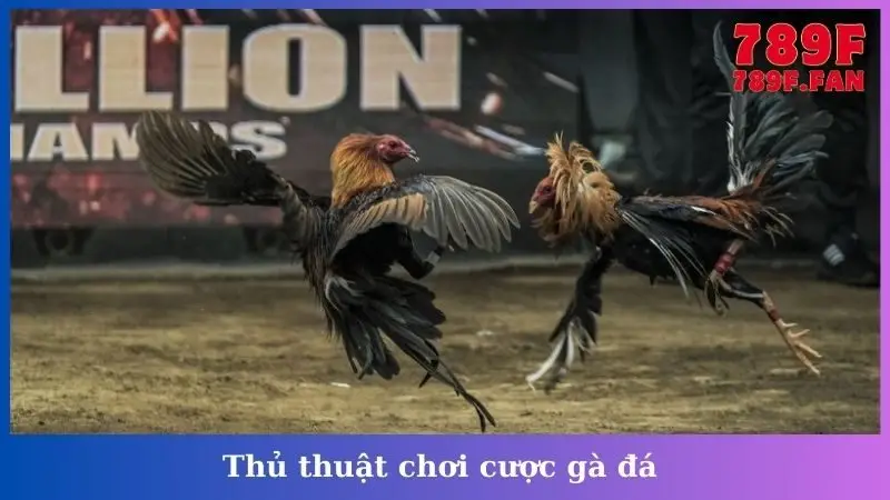 Thủ thuật chơi cược gà đá 