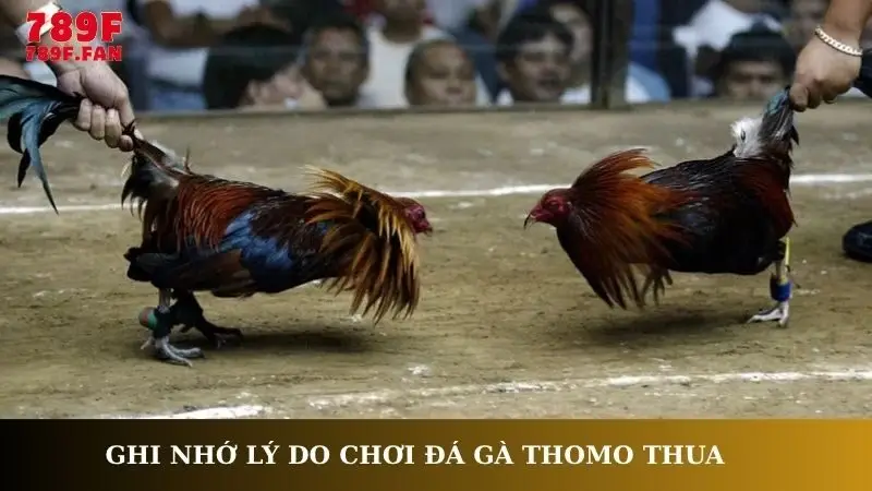 Ghi nhớ lý do chơi đá gà Thomo thua