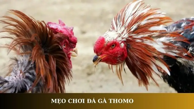 Mẹo chơi đá gà Thomo
